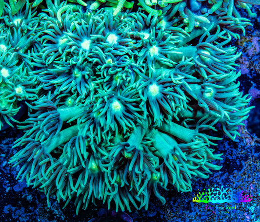 Ultra Goniopora Coral - Frag - WYSIWYG Ultra Goniopora Coral - Frag - WYSIWYG Animals & Pet Supplies Ultra Goniopora Coral - Frag - WYSIWYG Zeo Box Reef