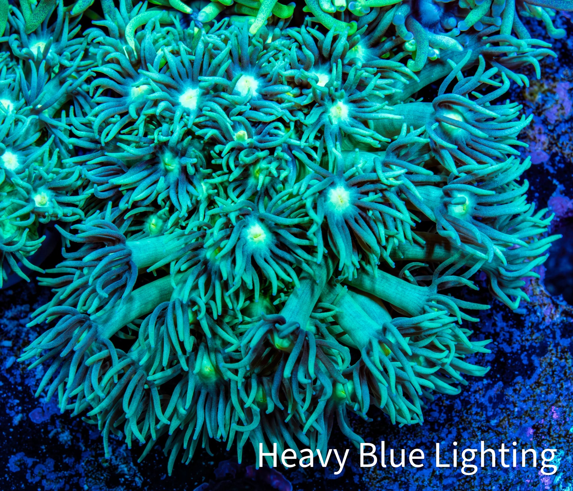 Ultra Goniopora Coral - Frag - WYSIWYG Ultra Goniopora Coral - Frag - WYSIWYG Animals & Pet Supplies Ultra Goniopora Coral - Frag - WYSIWYG Zeo Box Reef