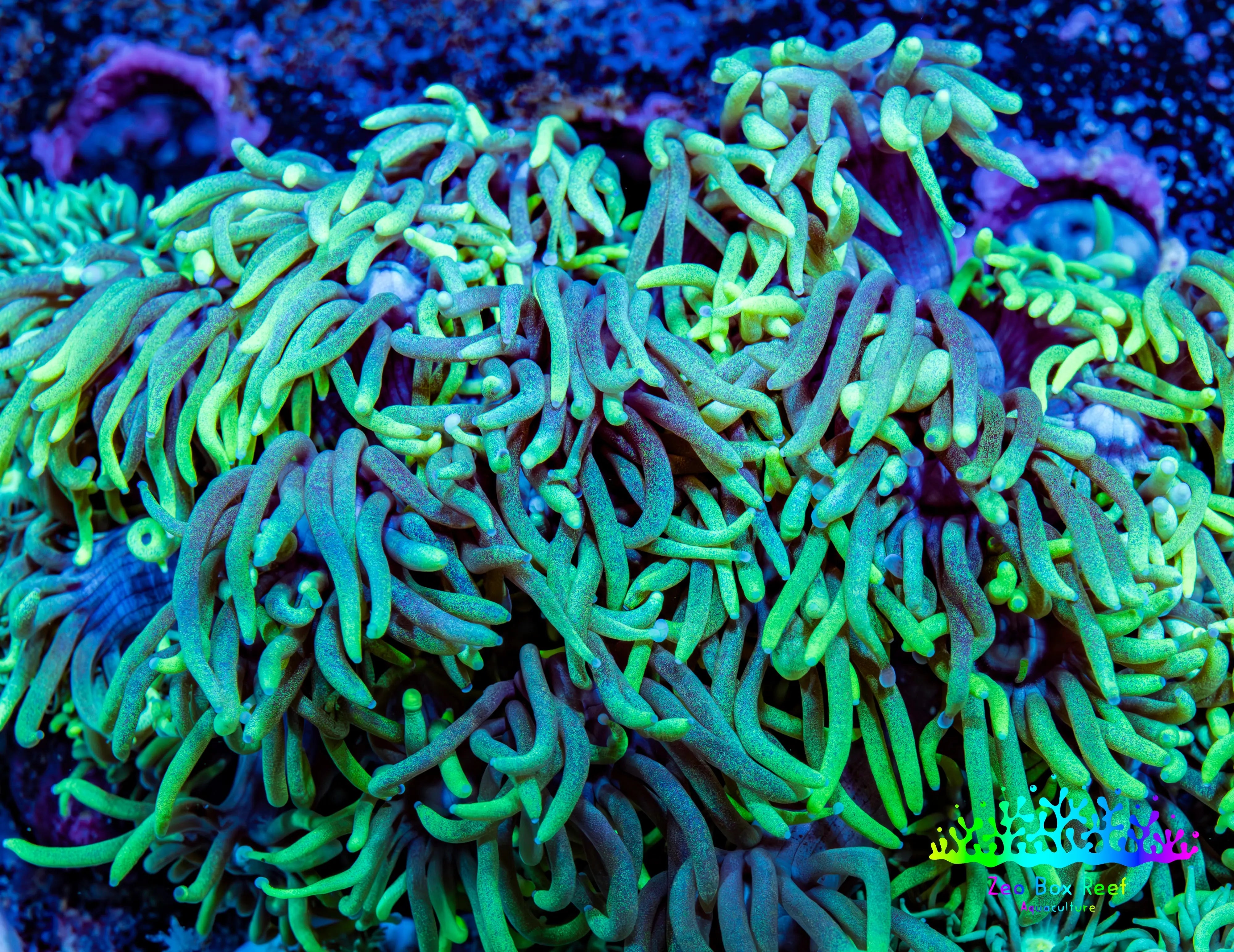 Buy Purple and Green Goniopora Coral- Zeo Box Reef Australia – Zeo Box ...