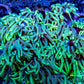 Ultra Goniopora Coral - Frag - WYSIWYG Ultra Goniopora Coral - Frag - WYSIWYG Animals & Pet Supplies Ultra Goniopora Coral - Frag - WYSIWYG Zeo Box Reef