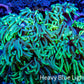 Ultra Goniopora Coral - Frag - WYSIWYG Ultra Goniopora Coral - Frag - WYSIWYG Animals & Pet Supplies Ultra Goniopora Coral - Frag - WYSIWYG Zeo Box Reef
