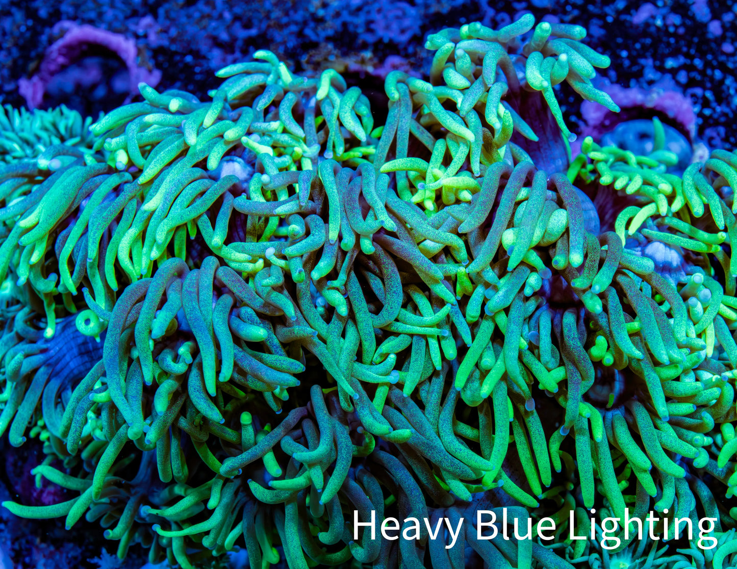 Ultra Goniopora Coral - Frag - WYSIWYG Ultra Goniopora Coral - Frag - WYSIWYG Animals & Pet Supplies Ultra Goniopora Coral - Frag - WYSIWYG Zeo Box Reef