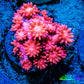 Ultra Goniopora Coral Frag -  WYSIWYG Ultra Goniopora Coral Frag -  WYSIWYG Animals & Pet Supplies Ultra Goniopora Coral Frag -  WYSIWYG Zeo Box Reef