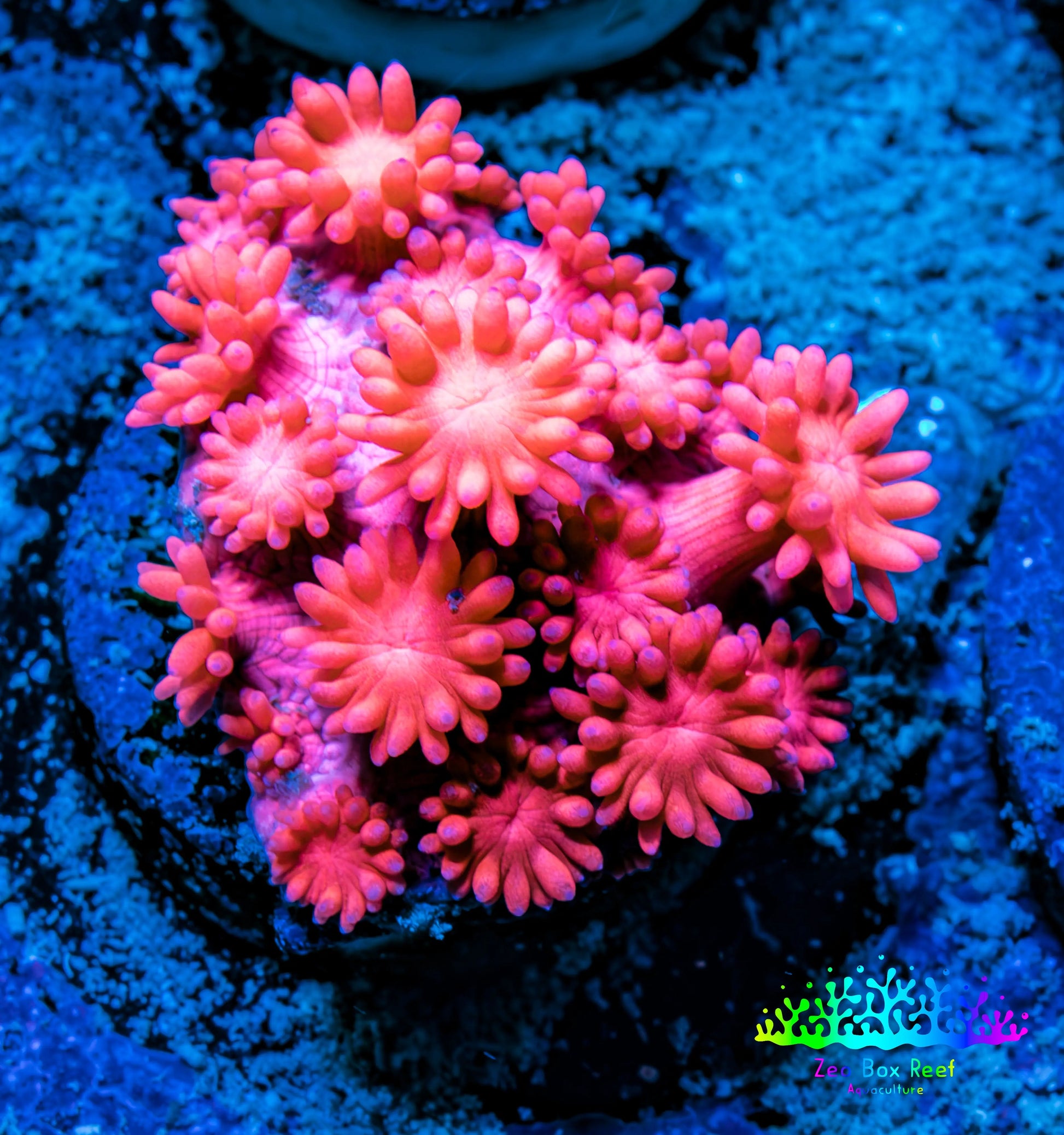 Ultra Goniopora Coral Frag -  WYSIWYG Ultra Goniopora Coral Frag -  WYSIWYG Animals & Pet Supplies Ultra Goniopora Coral Frag -  WYSIWYG Zeo Box Reef