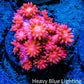 Ultra Goniopora Coral Frag -  WYSIWYG Ultra Goniopora Coral Frag -  WYSIWYG Animals & Pet Supplies Ultra Goniopora Coral Frag -  WYSIWYG Zeo Box Reef