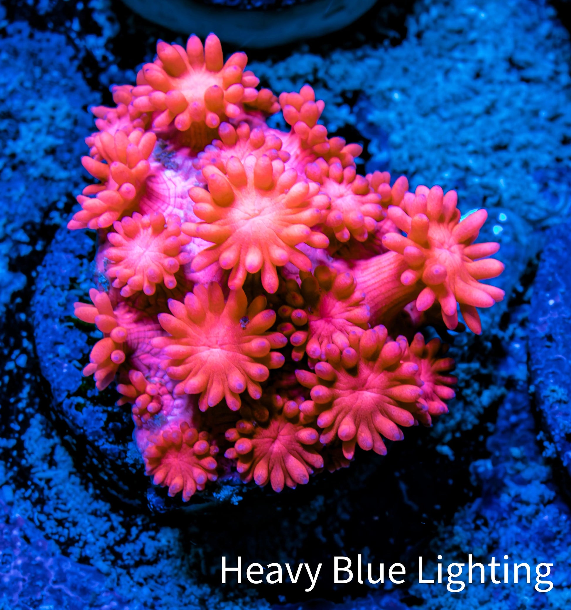 Ultra Goniopora Coral Frag -  WYSIWYG Ultra Goniopora Coral Frag -  WYSIWYG Animals & Pet Supplies Ultra Goniopora Coral Frag -  WYSIWYG Zeo Box Reef