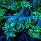 Ultra Goniopora Coral - Frag - WYSIWYG c1R5B2 (Copy) Ultra Goniopora Coral - Frag - WYSIWYG c1R5B2 (Copy) Animals & Pet Supplies Ultra Goniopora Coral - Frag - WYSIWYG c1R5B2 (Copy) Zeo Box Reef