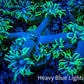 Ultra Goniopora Coral - Frag - WYSIWYG c1R5B2 (Copy) Ultra Goniopora Coral - Frag - WYSIWYG c1R5B2 (Copy) Animals & Pet Supplies Ultra Goniopora Coral - Frag - WYSIWYG c1R5B2 (Copy) Zeo Box Reef