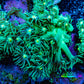 Ultra Goniopora Coral Frag -  WYSIWYG f1R4B1 Ultra Goniopora Coral Frag -  WYSIWYG f1R4B1 Animals & Pet Supplies Ultra Goniopora Coral Frag -  WYSIWYG f1R4B1 Zeo Box Reef