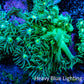 Ultra Goniopora Coral Frag -  WYSIWYG f1R4B1 Ultra Goniopora Coral Frag -  WYSIWYG f1R4B1 Animals & Pet Supplies Ultra Goniopora Coral Frag -  WYSIWYG f1R4B1 Zeo Box Reef