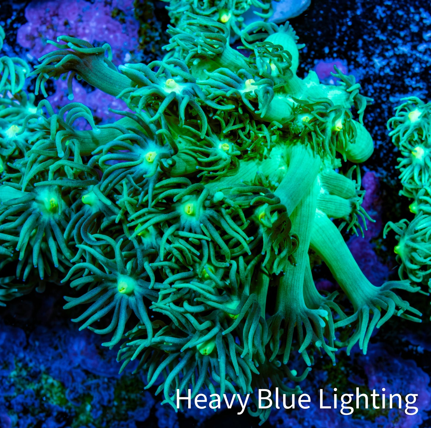 Ultra Goniopora Coral Frag -  WYSIWYG f1R4B1 Ultra Goniopora Coral Frag -  WYSIWYG f1R4B1 Animals & Pet Supplies Ultra Goniopora Coral Frag -  WYSIWYG f1R4B1 Zeo Box Reef