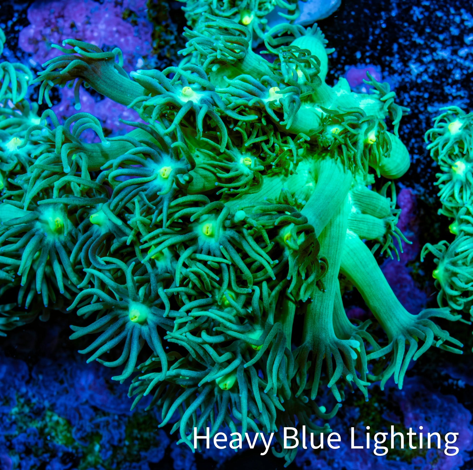 Ultra Goniopora Coral Frag -  WYSIWYG f1R4B1 Ultra Goniopora Coral Frag -  WYSIWYG f1R4B1 Animals & Pet Supplies Ultra Goniopora Coral Frag -  WYSIWYG f1R4B1 Zeo Box Reef