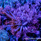 Ultra Goniopora Coral -  Goni Frag- WYSIWYG B3R3B1 Ultra Goniopora Coral -  Goni Frag- WYSIWYG B3R3B1 Animals & Pet Supplies Ultra Goniopora Coral -  Goni Frag- WYSIWYG B3R3B1 Zeo Box Reef