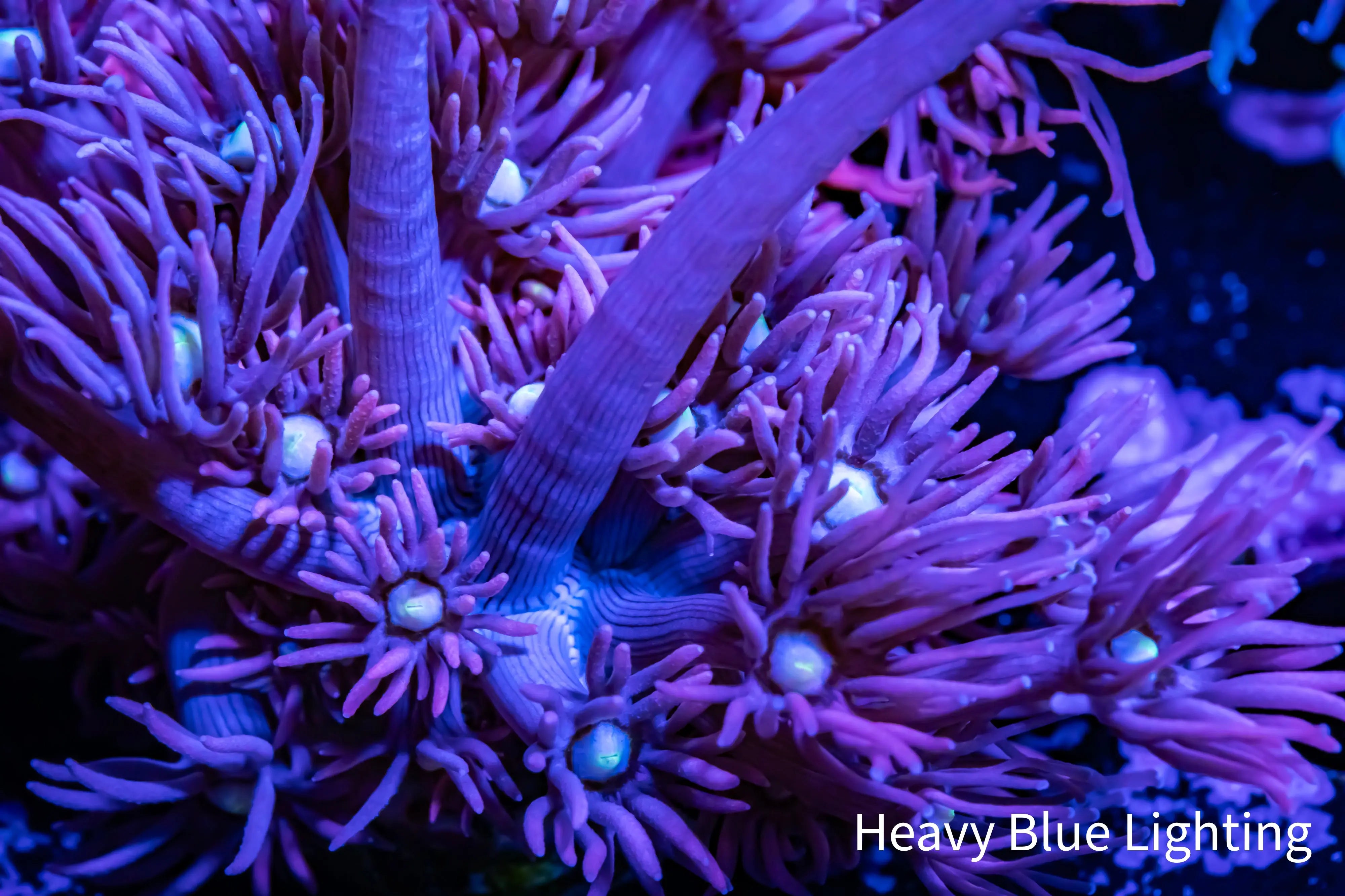 Ultra Goniopora Coral - Goni Frag- WYSIWYG