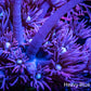 Ultra Goniopora Coral -  Goni Frag- WYSIWYG Ultra Goniopora Coral -  Goni Frag- WYSIWYG Animals & Pet Supplies Ultra Goniopora Coral -  Goni Frag- WYSIWYG Zeo Box Reef