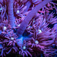 Ultra Goniopora Coral -  Goni Frag- WYSIWYG Ultra Goniopora Coral -  Goni Frag- WYSIWYG Animals & Pet Supplies Ultra Goniopora Coral -  Goni Frag- WYSIWYG Zeo Box Reef