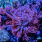 Ultra Goniopora Coral -  Goni Frag- WYSIWYG Ultra Goniopora Coral -  Goni Frag- WYSIWYG Animals & Pet Supplies Ultra Goniopora Coral -  Goni Frag- WYSIWYG Zeo Box Reef