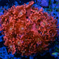 Ultra Goniopora Coral -  Goni Frag- WYSIWYG Ultra Goniopora Coral -  Goni Frag- WYSIWYG Animals & Pet Supplies Ultra Goniopora Coral -  Goni Frag- WYSIWYG Zeo Box Reef