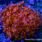 Ultra Goniopora Coral -  Goni Frag- WYSIWYG Ultra Goniopora Coral -  Goni Frag- WYSIWYG Animals & Pet Supplies Ultra Goniopora Coral -  Goni Frag- WYSIWYG Zeo Box Reef