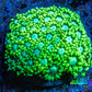 Ultra Goniopora Coral - Goni Frag WYSIWYG Ultra Goniopora Coral - Goni Frag WYSIWYG Animals & Pet Supplies Ultra Goniopora Coral - Goni Frag WYSIWYG Zeo Box Reef