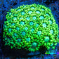 Ultra Goniopora Coral - Goni Frag WYSIWYG Ultra Goniopora Coral - Goni Frag WYSIWYG Animals & Pet Supplies Ultra Goniopora Coral - Goni Frag WYSIWYG Zeo Box Reef