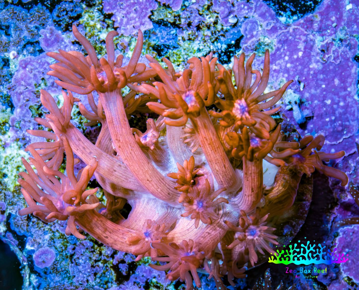 Ultra Goniopora Coral - Nuclear Rose Goni Frag Ultra Goniopora Coral - Nuclear Rose Goni Frag Animals & Pet Supplies Ultra Goniopora Coral - Nuclear Rose Goni Frag Zeo Box Reef