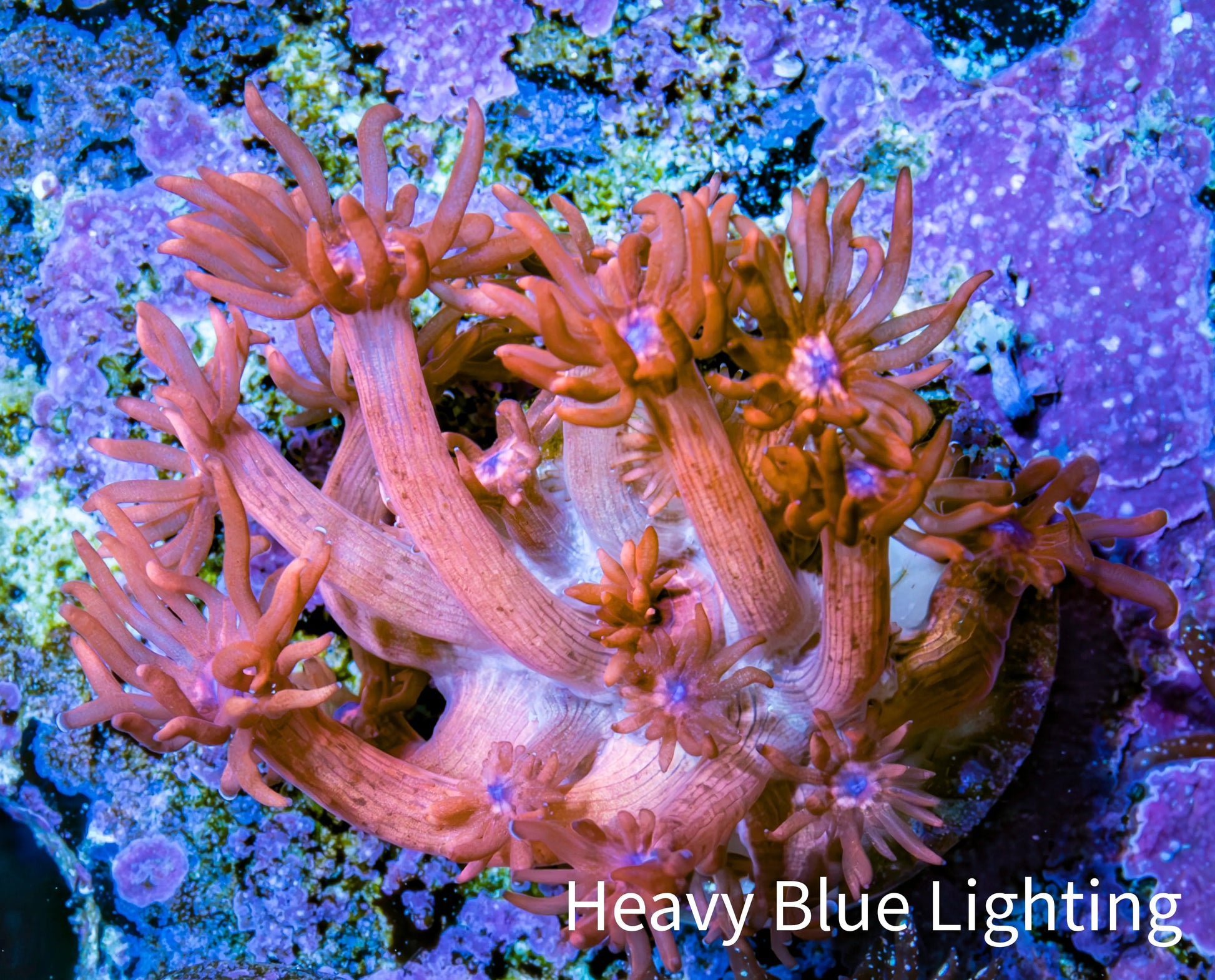 Ultra Goniopora Coral - Nuclear Rose Goni Frag Ultra Goniopora Coral - Nuclear Rose Goni Frag Animals & Pet Supplies Ultra Goniopora Coral - Nuclear Rose Goni Frag Zeo Box Reef