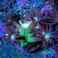 Ultra Goniopora Coral - OG Glitter Goni Frag Ultra Goniopora Coral - OG Glitter Goni Frag Animals & Pet Supplies Ultra Goniopora Coral - OG Glitter Goni Frag Zeo Box Reef