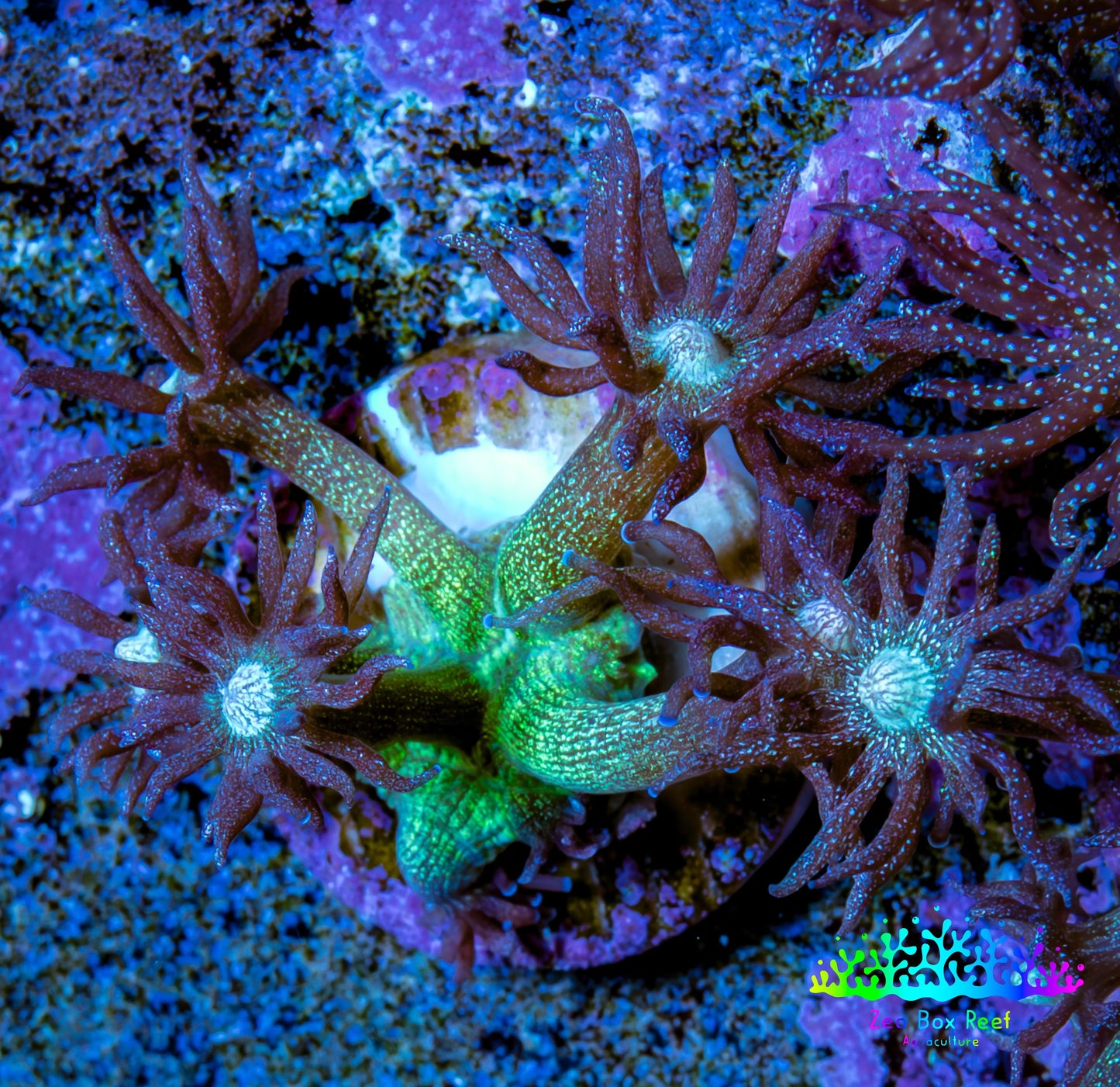 Ultra Goniopora Coral - OG Glitter Goni Frag Ultra Goniopora Coral - OG Glitter Goni Frag Animals & Pet Supplies Ultra Goniopora Coral - OG Glitter Goni Frag Zeo Box Reef