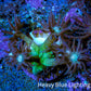 Ultra Goniopora Coral - OG Glitter Goni Frag Ultra Goniopora Coral - OG Glitter Goni Frag Animals & Pet Supplies Ultra Goniopora Coral - OG Glitter Goni Frag Zeo Box Reef
