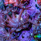 Ultra Goniopora Coral - Purple Glitter Goni Frag Ultra Goniopora Coral - Purple Glitter Goni Frag Animals & Pet Supplies Ultra Goniopora Coral - Purple Glitter Goni Frag Zeo Box Reef