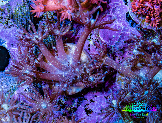 Ultra Goniopora Coral - Purple Glitter Goni Frag Ultra Goniopora Coral - Purple Glitter Goni Frag Animals & Pet Supplies Ultra Goniopora Coral - Purple Glitter Goni Frag Zeo Box Reef