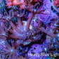 Ultra Goniopora Coral - Purple Glitter Goni Frag Ultra Goniopora Coral - Purple Glitter Goni Frag Animals & Pet Supplies Ultra Goniopora Coral - Purple Glitter Goni Frag Zeo Box Reef