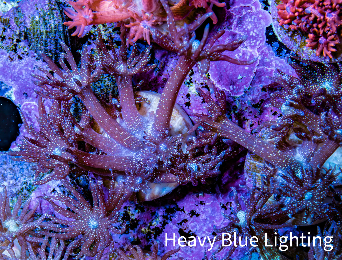 Ultra Goniopora Coral - Purple Glitter Goni Frag Ultra Goniopora Coral - Purple Glitter Goni Frag Animals & Pet Supplies Ultra Goniopora Coral - Purple Glitter Goni Frag Zeo Box Reef