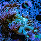 Ultra Goniopora Coral -  Purple Pulse Goni Frag WYSIWYG Ultra Goniopora Coral -  Purple Pulse Goni Frag WYSIWYG Animals & Pet Supplies Ultra Goniopora Coral -  Purple Pulse Goni Frag WYSIWYG Zeo Box Reef