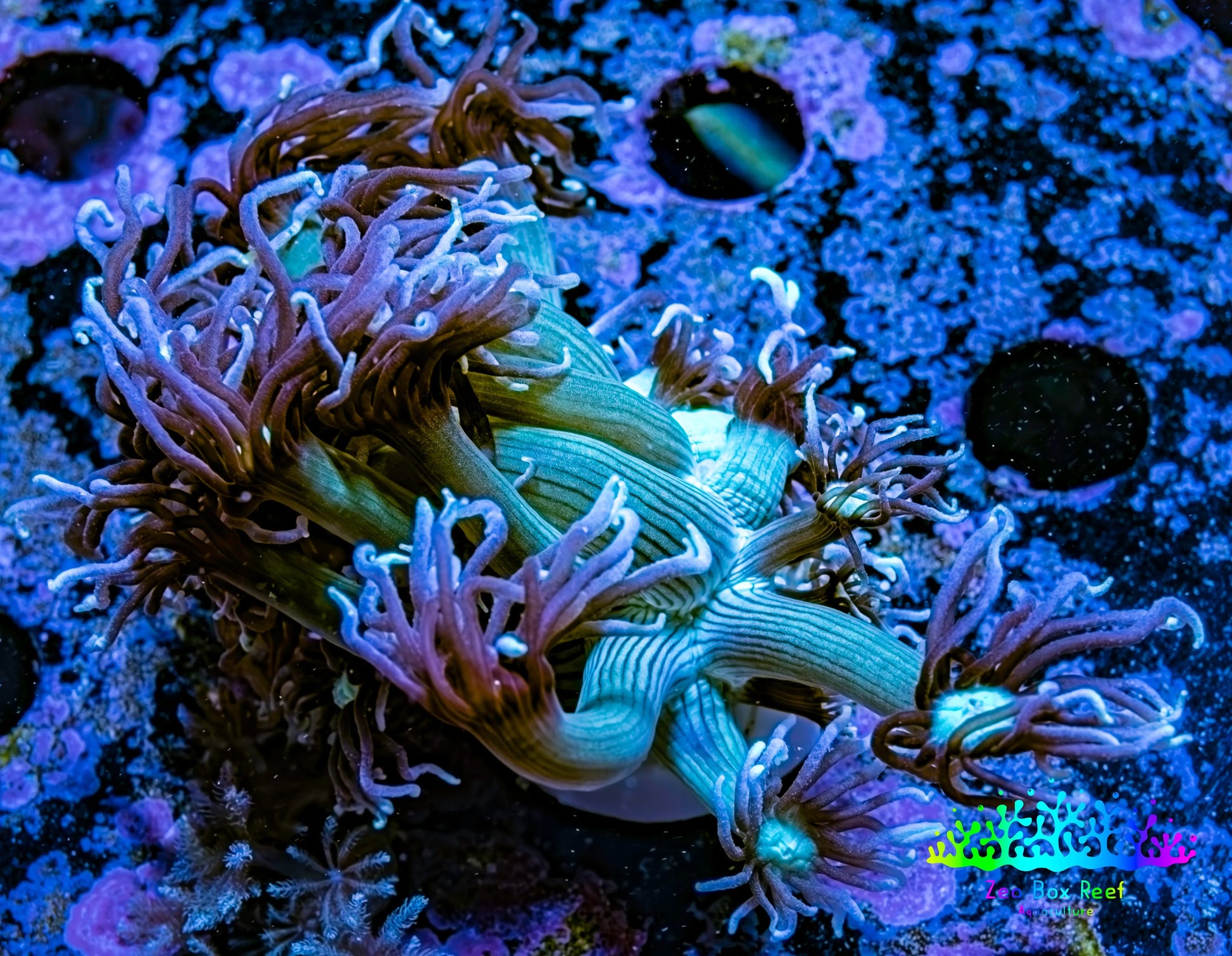 Ultra Goniopora Coral -  Purple Pulse Goni Frag WYSIWYG Ultra Goniopora Coral -  Purple Pulse Goni Frag WYSIWYG Animals & Pet Supplies Ultra Goniopora Coral -  Purple Pulse Goni Frag WYSIWYG Zeo Box Reef