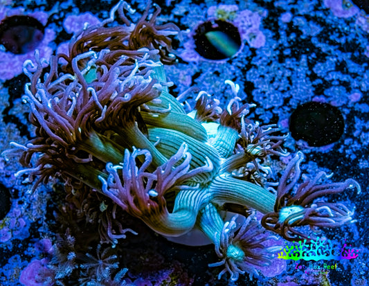 Ultra Goniopora Coral -  Purple Pulse Goni Frag WYSIWYG Ultra Goniopora Coral -  Purple Pulse Goni Frag WYSIWYG Animals & Pet Supplies Ultra Goniopora Coral -  Purple Pulse Goni Frag WYSIWYG Zeo Box Reef