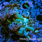 Ultra Goniopora Coral -  Purple Pulse Goni Frag WYSIWYG Ultra Goniopora Coral -  Purple Pulse Goni Frag WYSIWYG Animals & Pet Supplies Ultra Goniopora Coral -  Purple Pulse Goni Frag WYSIWYG Zeo Box Reef
