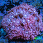 Ultra Goniopora Coral - WYSIWYG 4.5cm Ultra Goniopora Coral - WYSIWYG 4.5cm Animals & Pet Supplies Ultra Goniopora Coral - WYSIWYG 4.5cm Zeo Box Reef