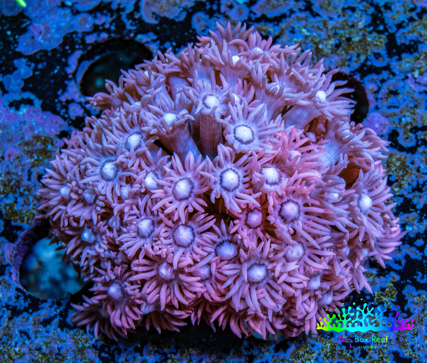 Ultra Goniopora Coral - WYSIWYG 4.5cm Ultra Goniopora Coral - WYSIWYG 4.5cm Animals & Pet Supplies Ultra Goniopora Coral - WYSIWYG 4.5cm Zeo Box Reef