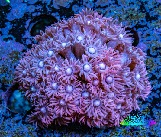Ultra Goniopora Coral - WYSIWYG 4.5cm Ultra Goniopora Coral - WYSIWYG 4.5cm Animals & Pet Supplies Ultra Goniopora Coral - WYSIWYG 4.5cm Zeo Box Reef