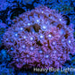 Ultra Goniopora Coral - WYSIWYG 4.5cm Ultra Goniopora Coral - WYSIWYG 4.5cm Animals & Pet Supplies Ultra Goniopora Coral - WYSIWYG 4.5cm Zeo Box Reef
