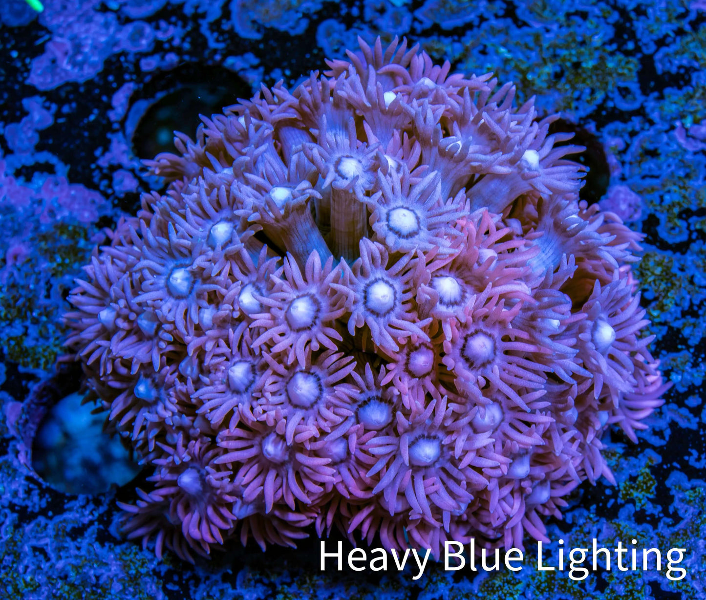 Ultra Goniopora Coral - WYSIWYG 4.5cm Ultra Goniopora Coral - WYSIWYG 4.5cm Animals & Pet Supplies Ultra Goniopora Coral - WYSIWYG 4.5cm Zeo Box Reef