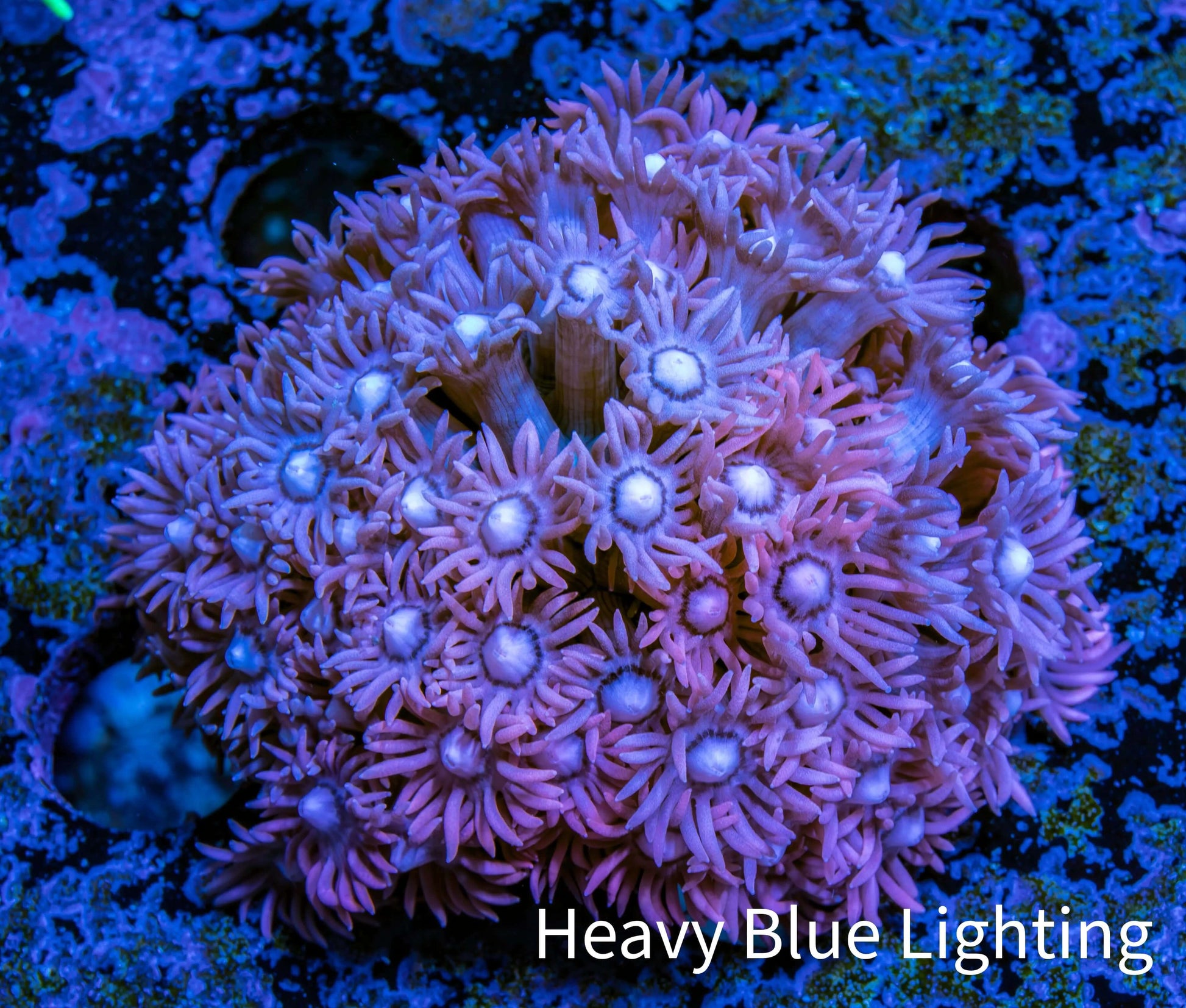 Ultra Goniopora Coral - WYSIWYG 4.5cm Ultra Goniopora Coral - WYSIWYG 4.5cm Animals & Pet Supplies Ultra Goniopora Coral - WYSIWYG 4.5cm Zeo Box Reef