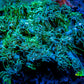 Ultra Goniopora Coral -WYSIWYG 4cm Ultra Goniopora Coral -WYSIWYG 4cm Animals & Pet Supplies Ultra Goniopora Coral -WYSIWYG 4cm Zeo Box Reef
