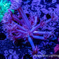 Ultra Goniopora Coral -  WYSIWYG Goni Frag Ultra Goniopora Coral -  WYSIWYG Goni Frag Animals & Pet Supplies Ultra Goniopora Coral -  WYSIWYG Goni Frag Zeo Box Reef