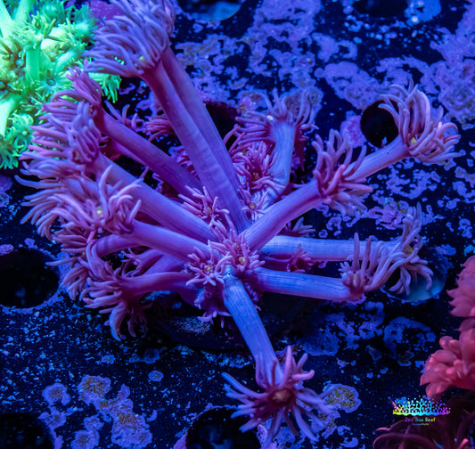 Ultra Goniopora Coral -  WYSIWYG Goni Frag Ultra Goniopora Coral -  WYSIWYG Goni Frag Animals & Pet Supplies Ultra Goniopora Coral -  WYSIWYG Goni Frag Zeo Box Reef
