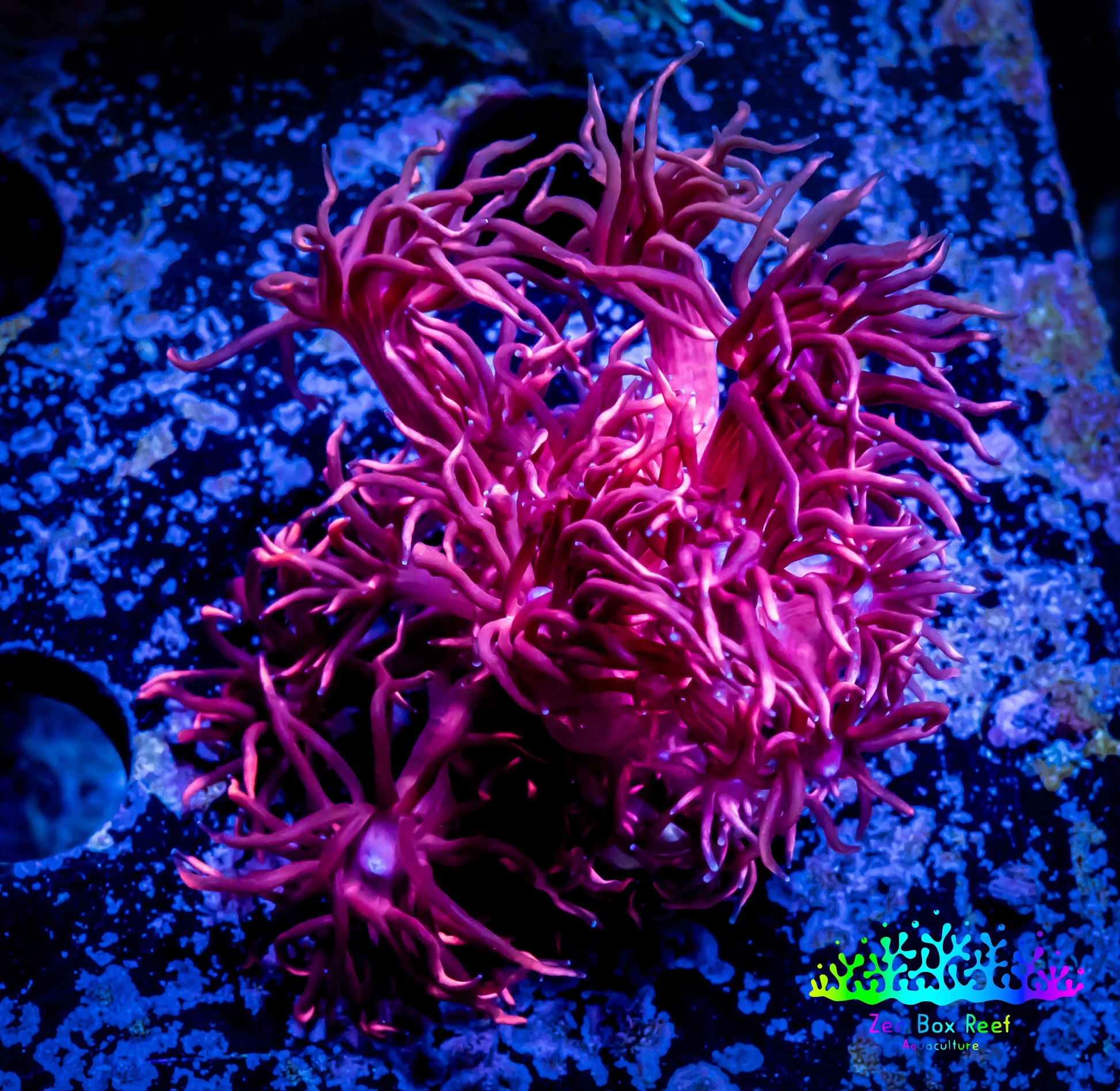 Ultra Goniopora Coral -ZBR Cherry Bomb Goni - Frag - WYSIWYG C10R4B2 Ultra Goniopora Coral -ZBR Cherry Bomb Goni - Frag - WYSIWYG C10R4B2 Animals & Pet Supplies Ultra Goniopora Coral -ZBR Cherry Bomb Goni - Frag - WYSIWYG C10R4B2 Zeo Box Reef