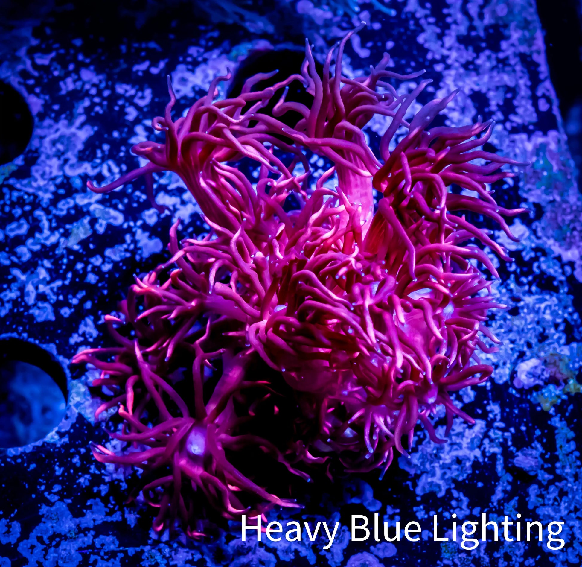 Ultra Goniopora Coral -ZBR Cherry Bomb Goni - Frag - WYSIWYG C10R4B2 Ultra Goniopora Coral -ZBR Cherry Bomb Goni - Frag - WYSIWYG C10R4B2 Animals & Pet Supplies Ultra Goniopora Coral -ZBR Cherry Bomb Goni - Frag - WYSIWYG C10R4B2 Zeo Box Reef