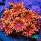 Ultra Goniopora Coral - 🔥Inferno Goni  Frag - WYSIWYG A1R4B1 ( (Copy) Ultra Goniopora Coral - 🔥Inferno Goni  Frag - WYSIWYG A1R4B1 ( (Copy) Animals & Pet Supplies Ultra Goniopora Coral - 🔥Inferno Goni  Frag - WYSIWYG A1R4B1 ( (Copy) Zeo Box Reef